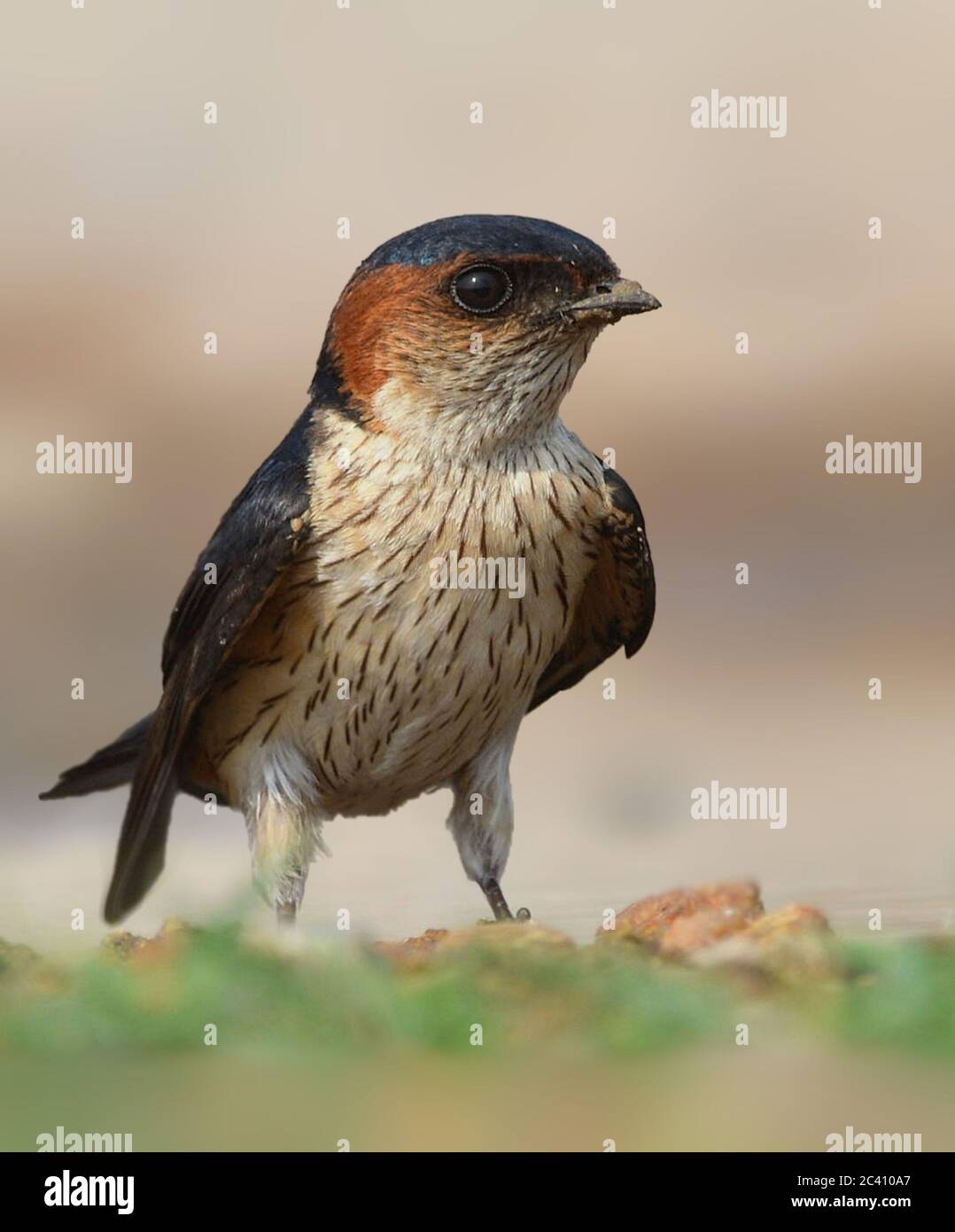 The red-rumped swallow is a small passerine bird in the swallow family. The Indian and African birds are but European other Asian birds Stock - Alamy