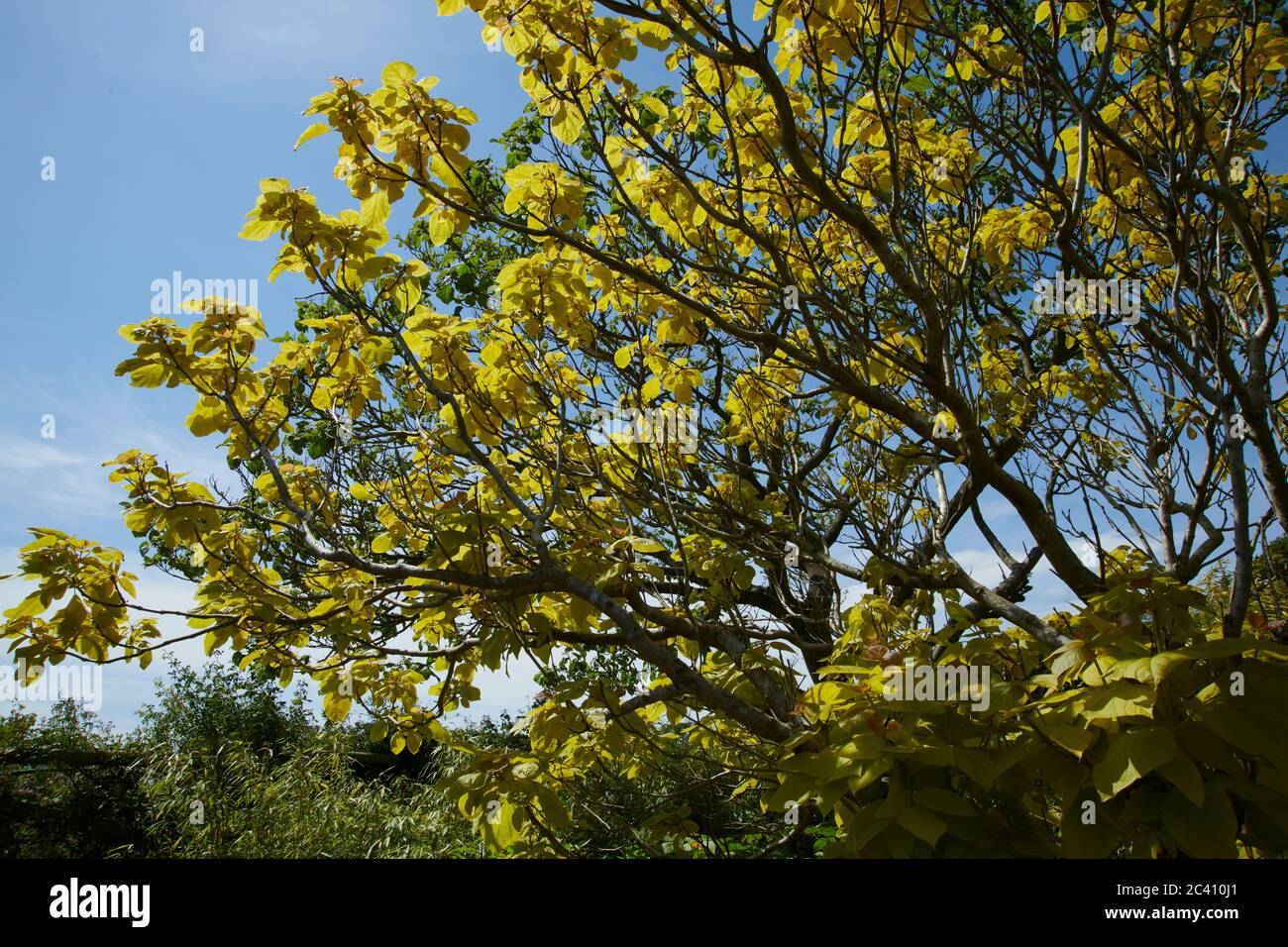 Cigar tree (Catalpa speciosa) Stock Photo