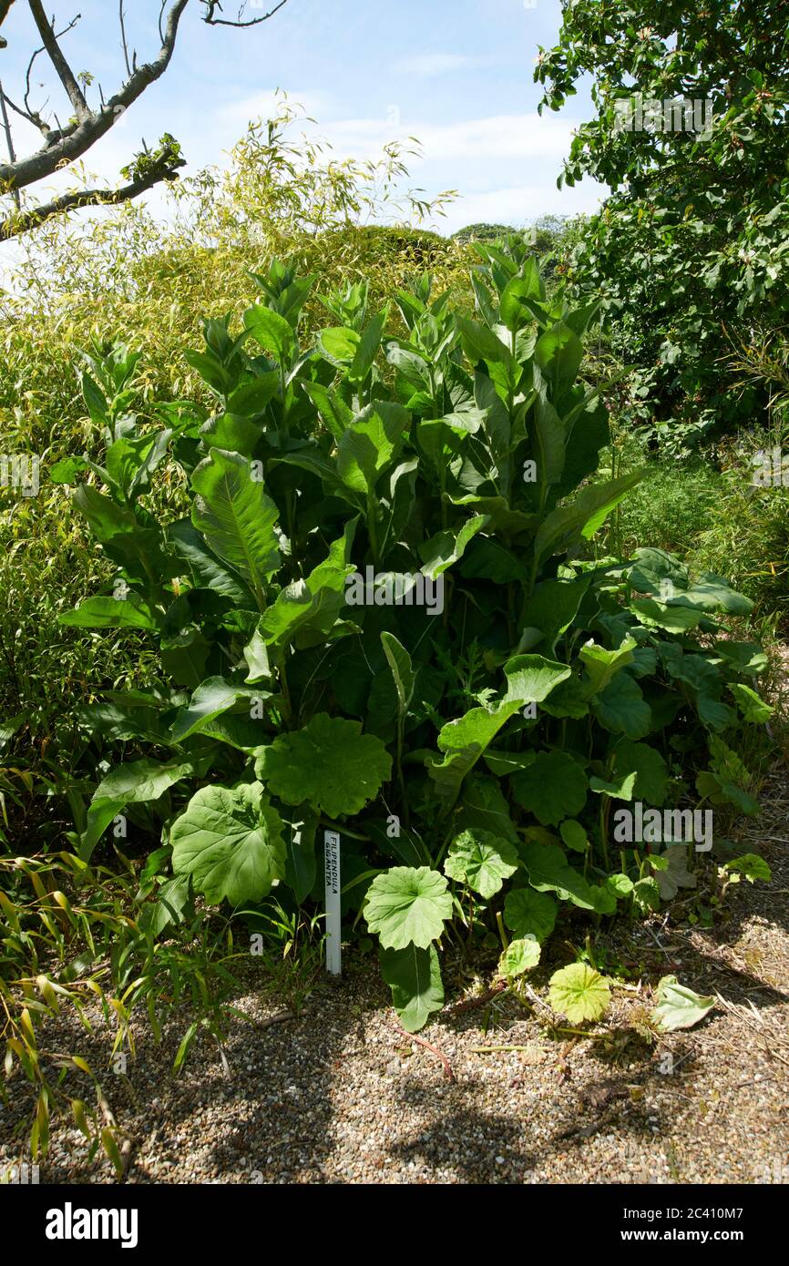 A very large clump of Horseradish Root, (Armoracia rusticana) growing in an English country garden, England, UK, GB. Stock Photo
