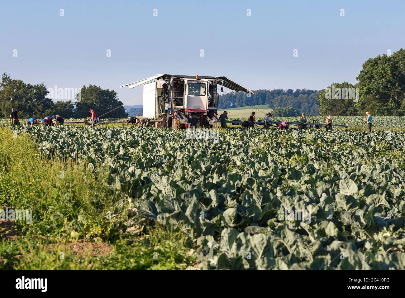 Markendorf, Germany June 23, 2020: Symbolic images - 2020 Cauliflower ...