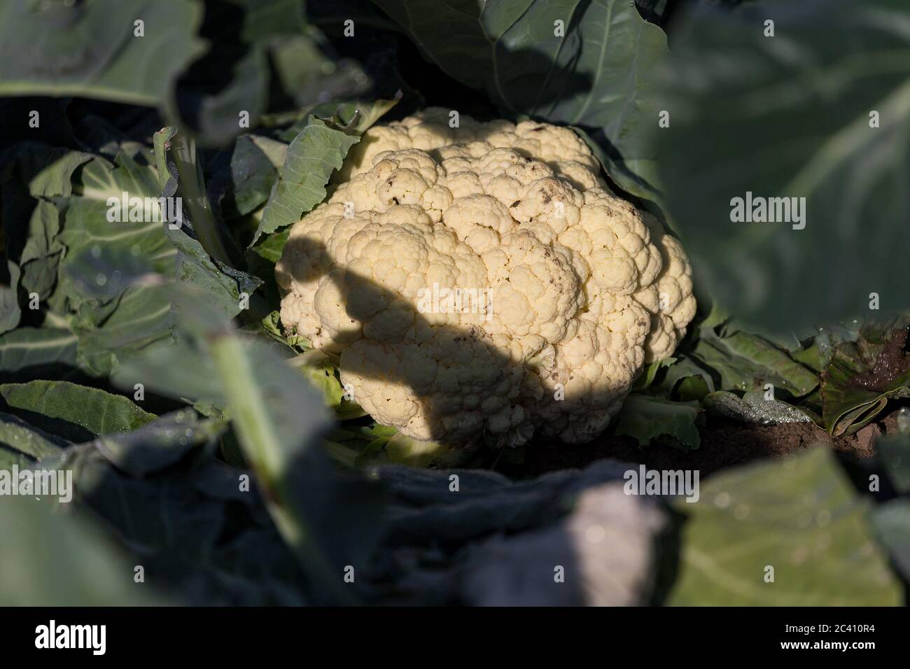 Sasion forces hi-res stock photography and images - Alamy