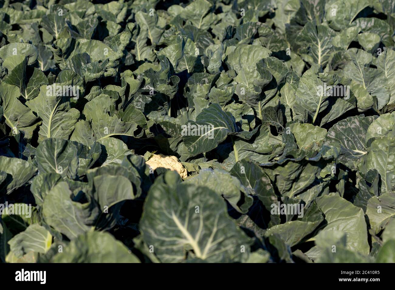Markendorf, Germany June 23, 2020: Symbolic images - 2020 Cauliflower ...