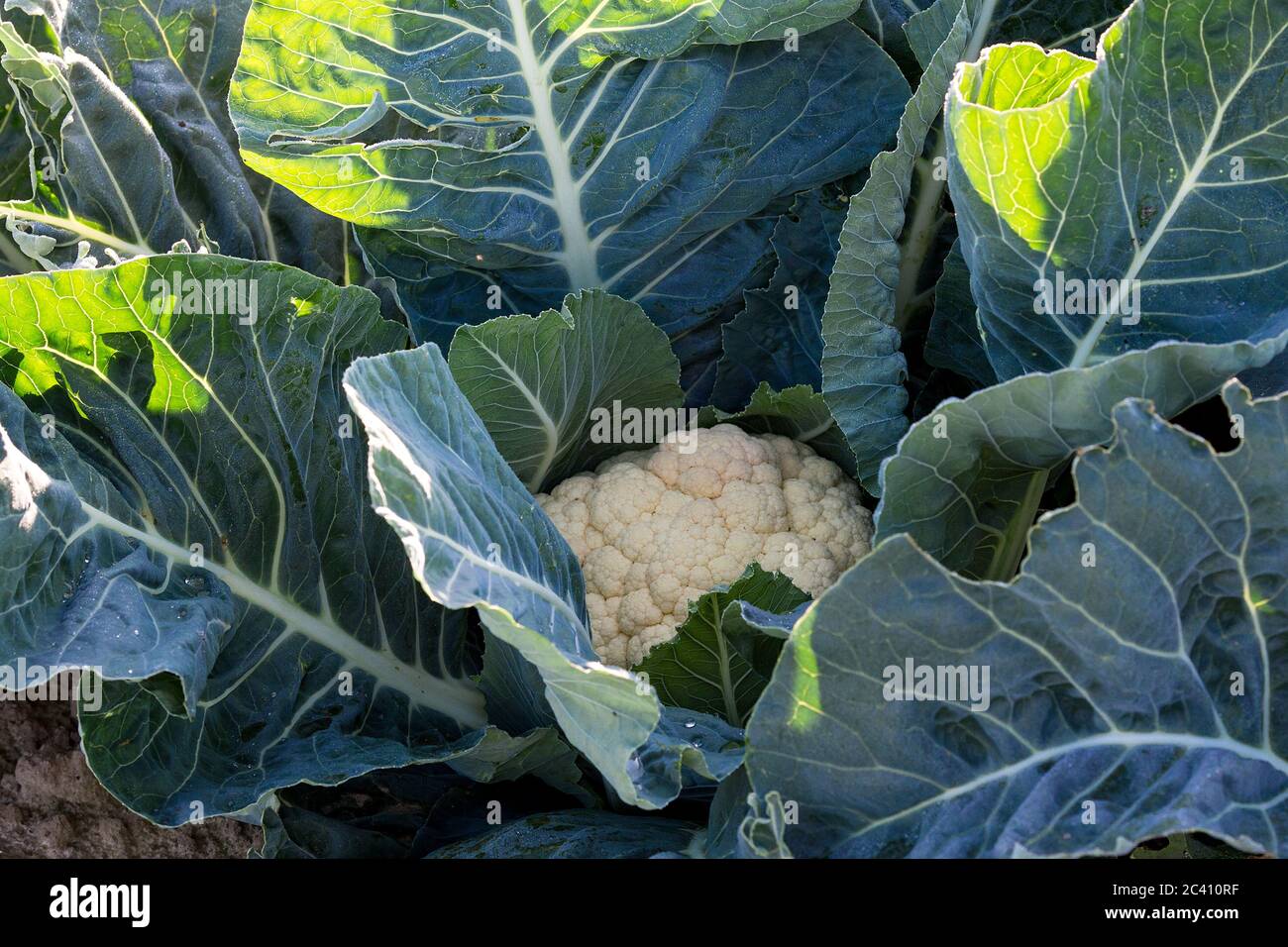Markendorf, Germany June 23, 2020: Symbolic images - 2020 Cauliflower ...