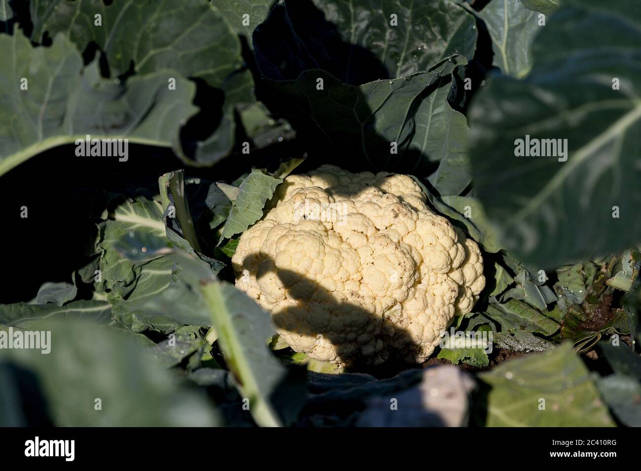 Markendorf, Germany June 23, 2020: Symbolic images - 2020 Cauliflower ...