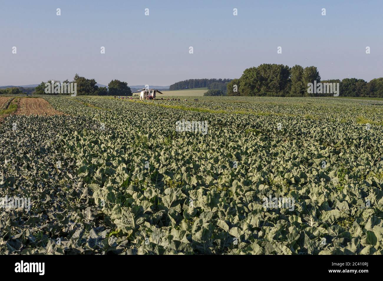 Markendorf, Germany June 23, 2020: Symbolic images - 2020 Cauliflower ...