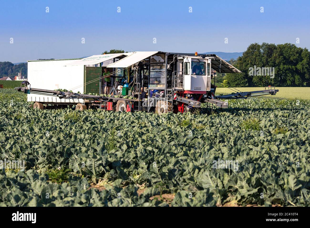 Markendorf, Germany June 23, 2020: Symbolic images - 2020 Cauliflower ...