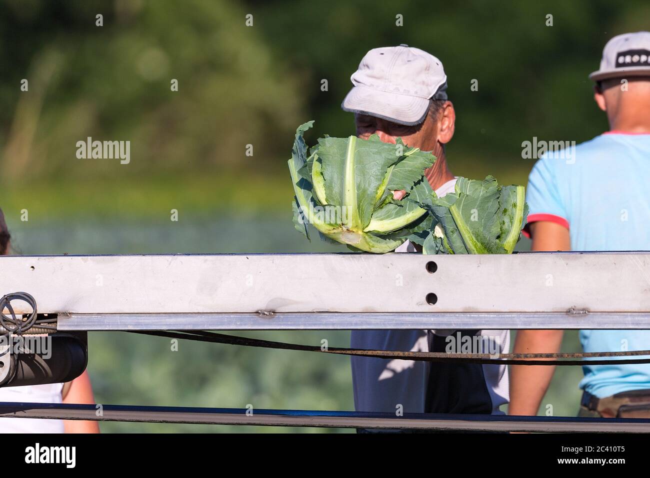 Markendorf, Germany June 23, 2020: Symbolic images - 2020 Cauliflower ...