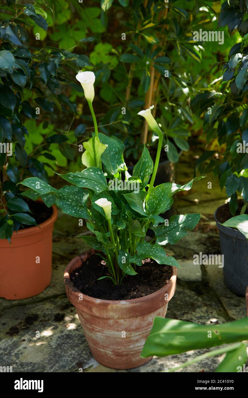 Zantedeschia Elliottiana High Resolution Stock Photography and Images -  Alamy