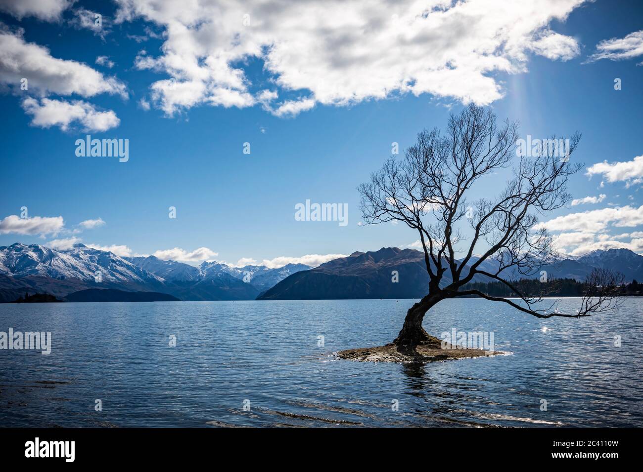 The lonely tree Wanaka, South Island, New Zealand Stock Photo - Alamy