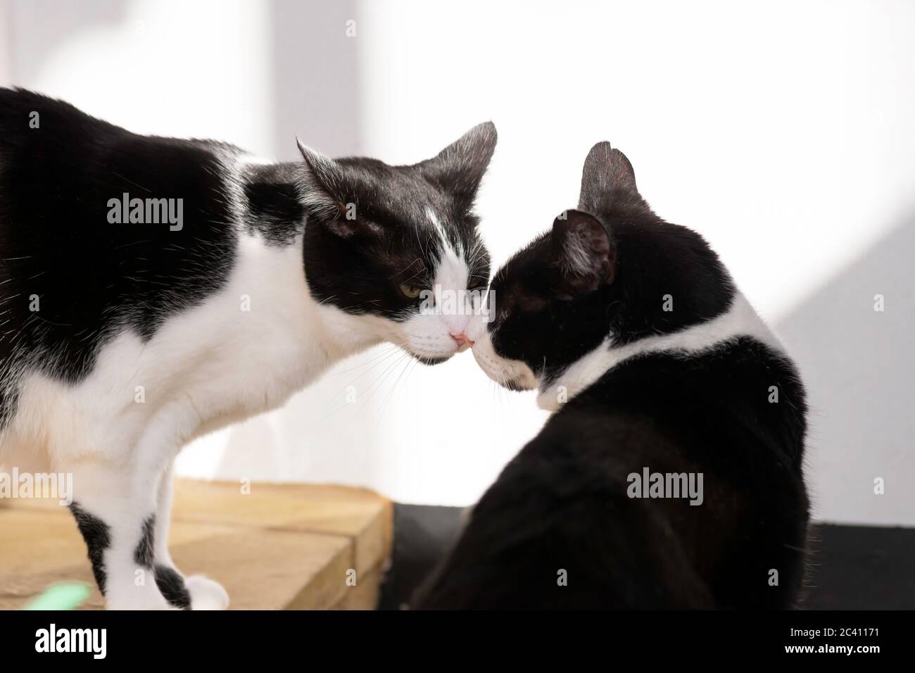Two cats trying kiss Stock Photo Alamy
