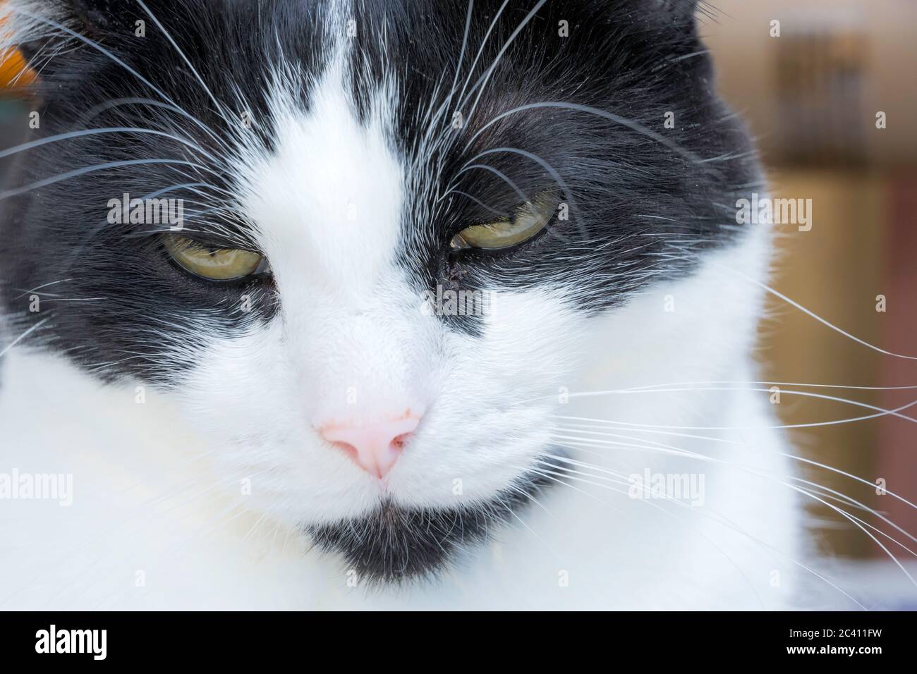 Portrait of black and white cat's face Stock Photo - Alamy