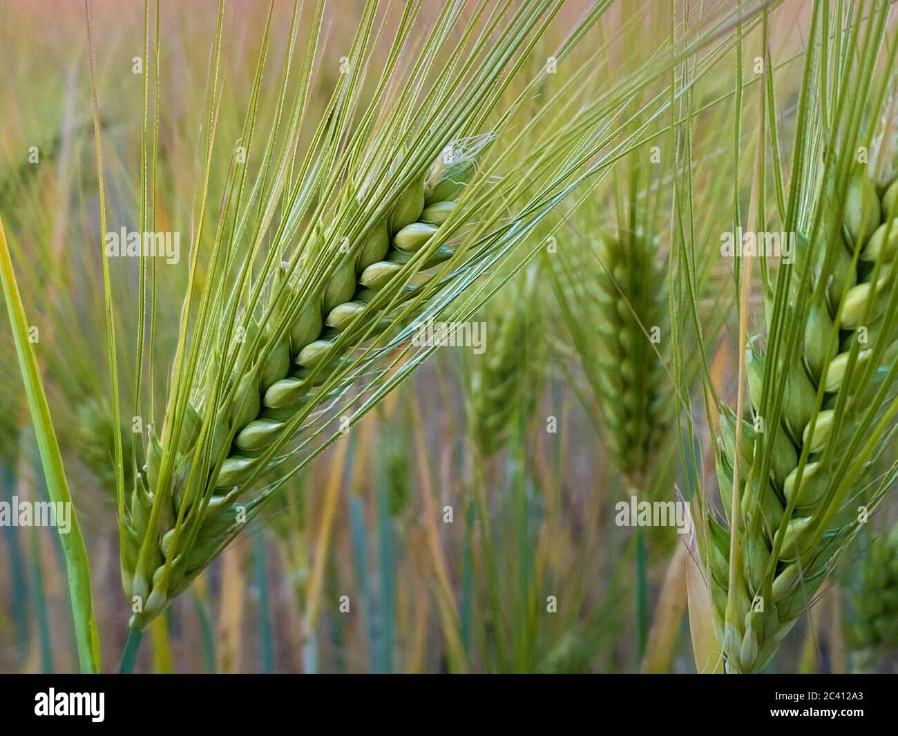 barley plants on field close up Stock Photo