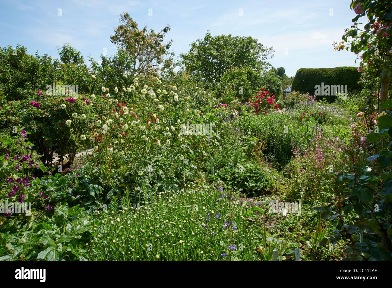 Summer in an English garden Stock Photo - Alamy