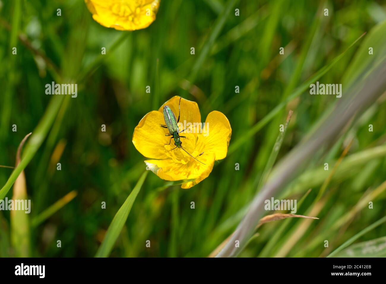 A green shiny metallic insect (thick legged flower beetle) on a meadow ...