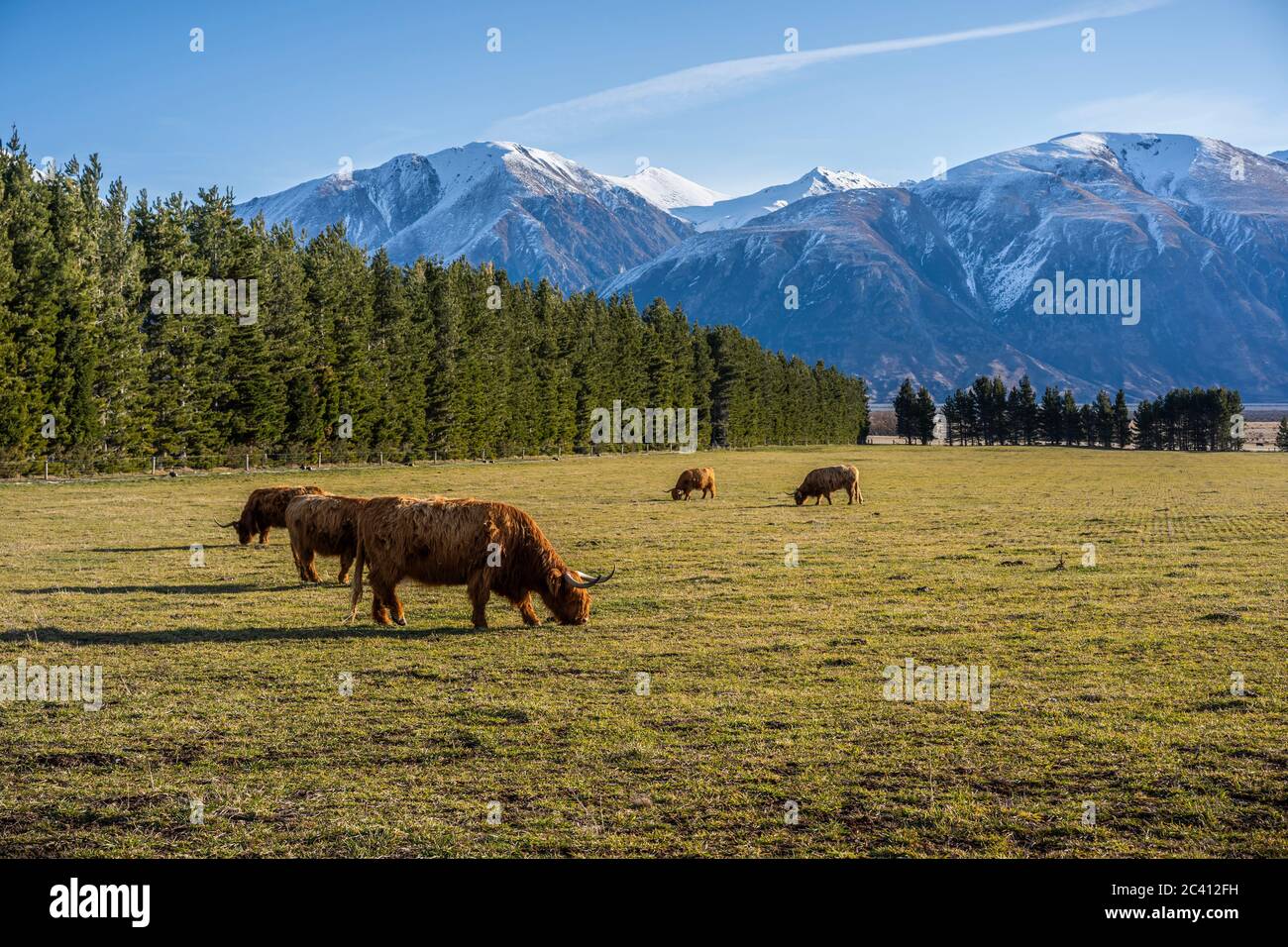 New Zealand Highland Cattle on the farm in New Zealand Stock Photo Alamy