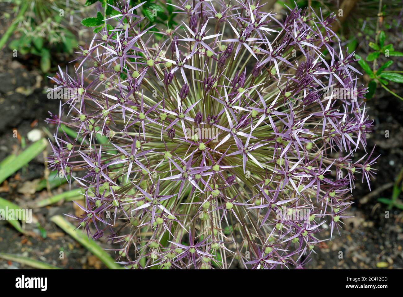 A purple allium flower head in late spring/early summer. Also known as cultivated onion/garlic, it produces a large ornamental flowerhead. Stock Photo