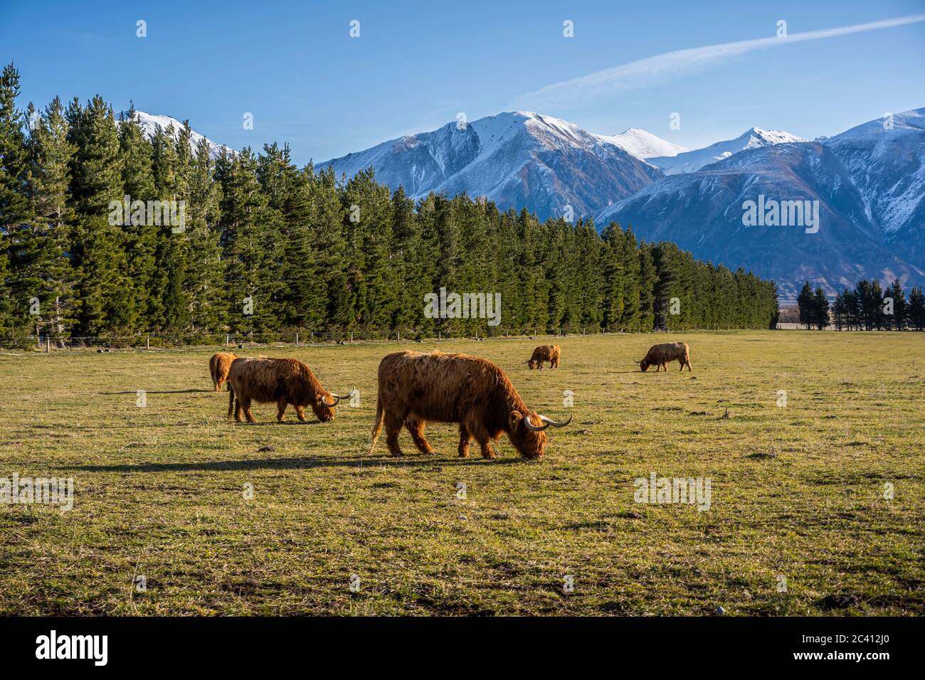 New Zealand Highland Cattle on the farm in New Zealand Stock Photo - Alamy