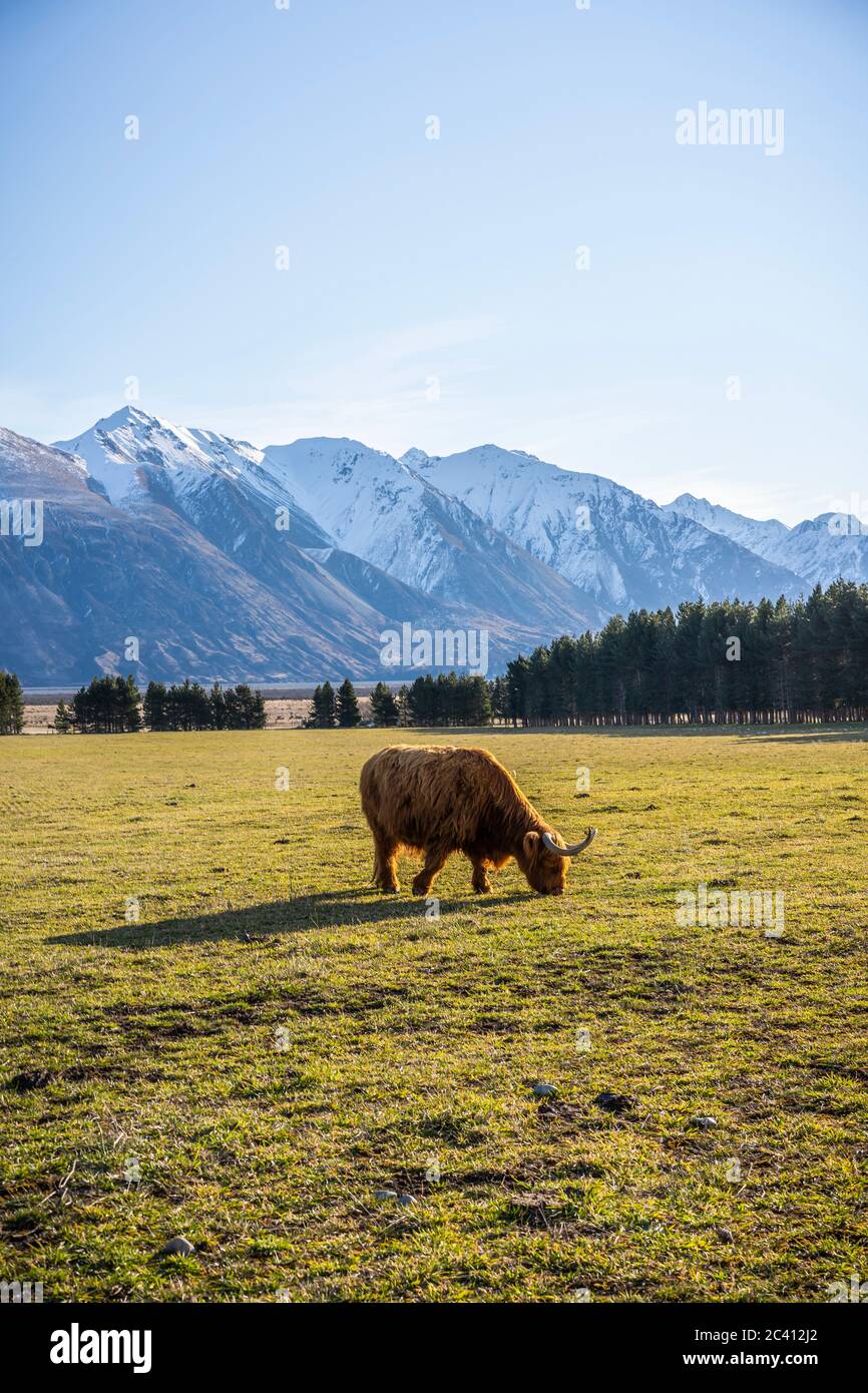 New Zealand Highland Cattle on the farm in New Zealand Stock Photo Alamy