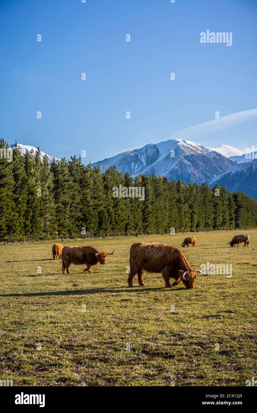 New Zealand Highland Cattle on the farm in New Zealand Stock Photo Alamy