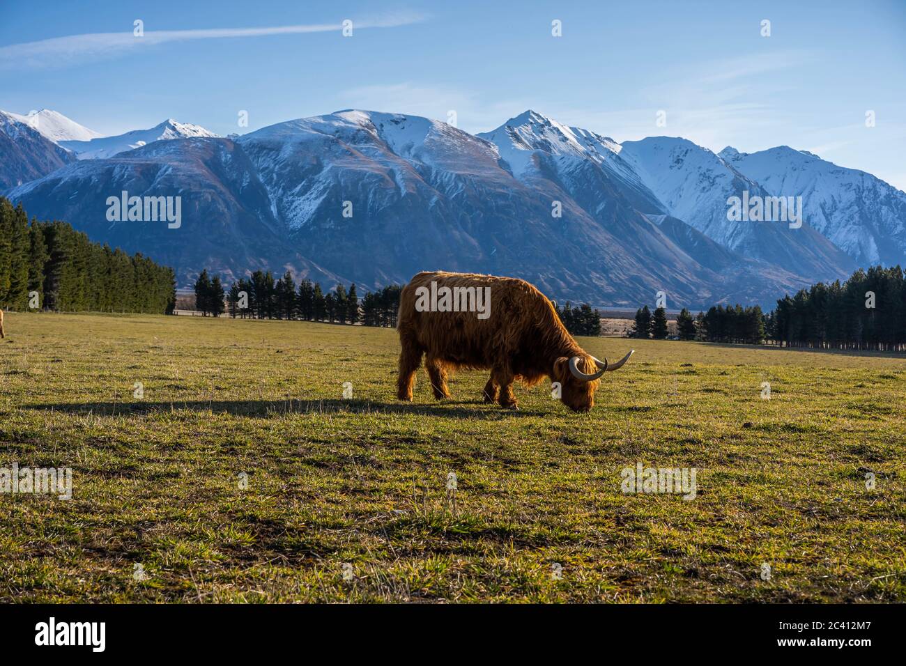 New Zealand Highland Cattle on the farm in New Zealand Stock Photo - Alamy