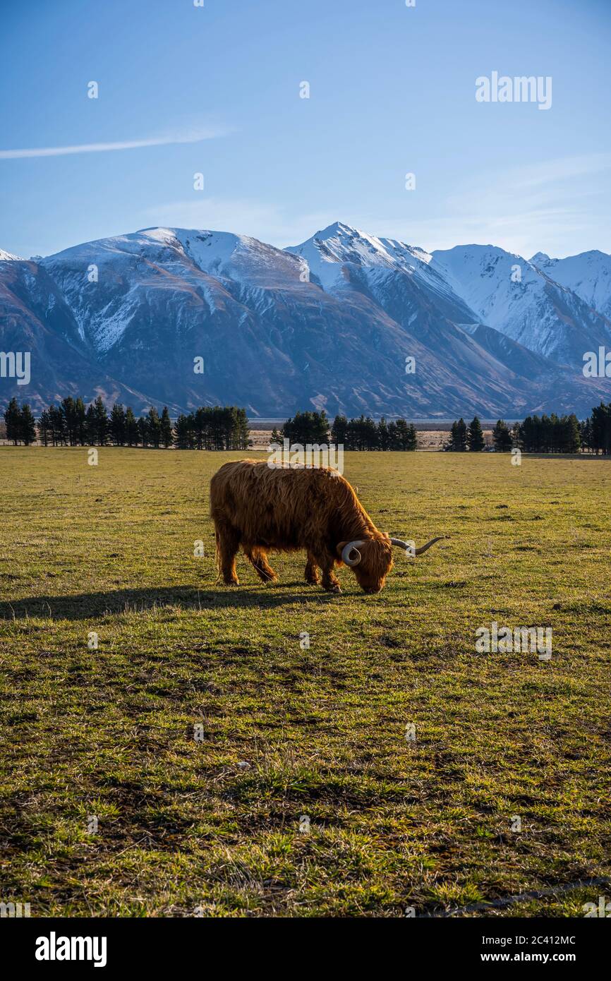 New Zealand Highland Cattle on the farm in New Zealand Stock Photo - Alamy