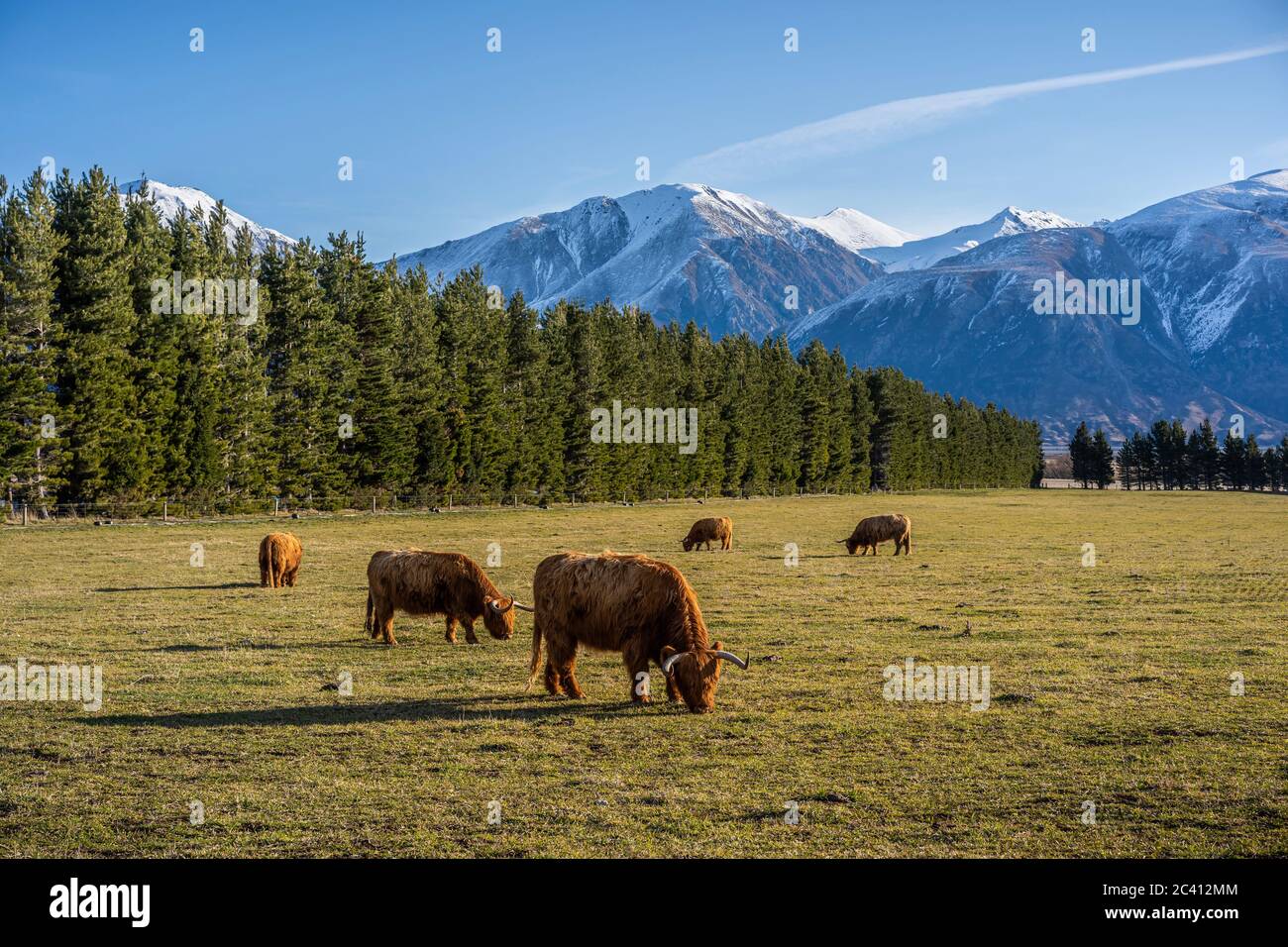 New Zealand Highland Cattle on the farm in New Zealand Stock Photo - Alamy