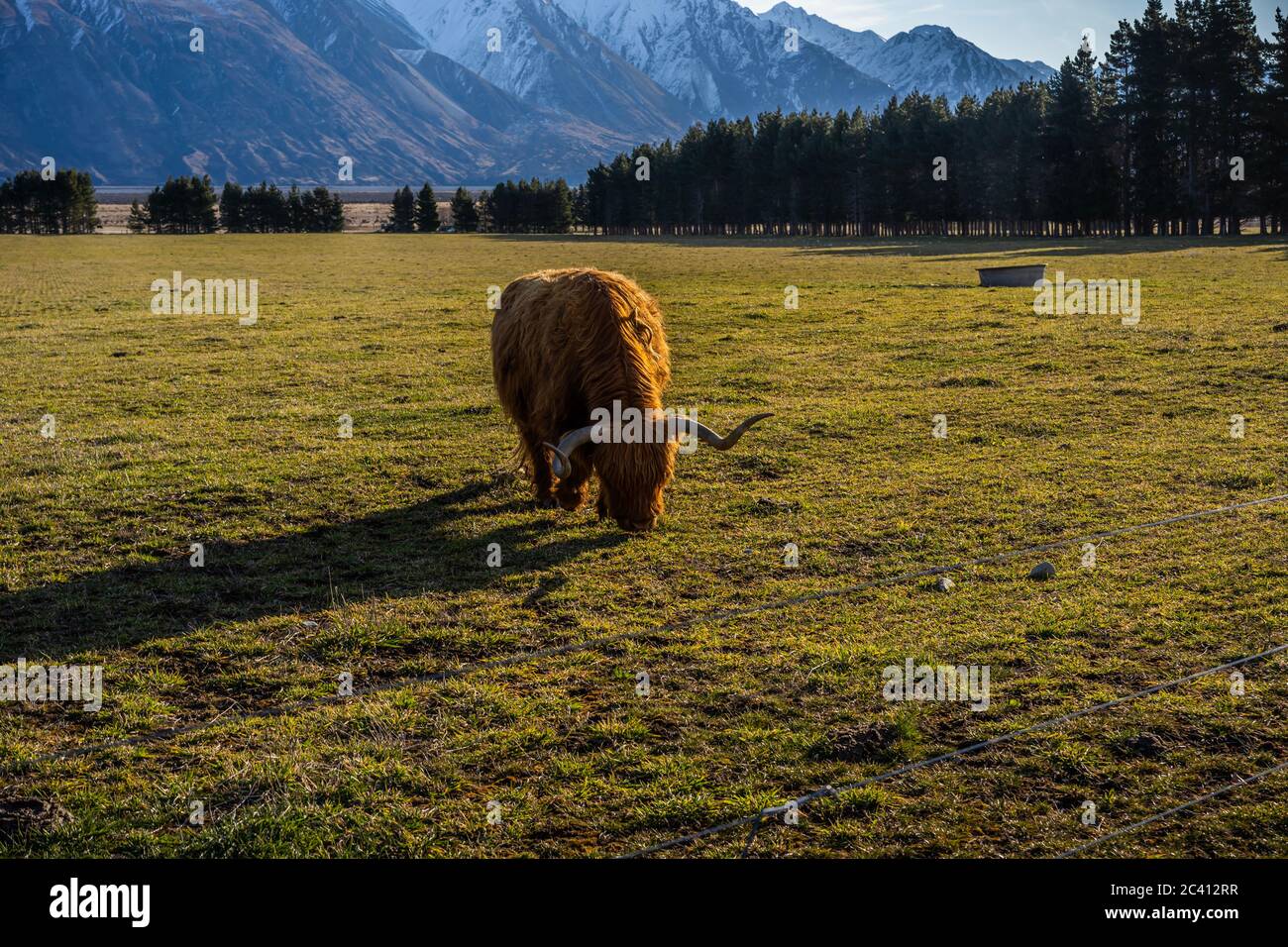 New Zealand Highland Cattle on the farm in New Zealand Stock Photo - Alamy