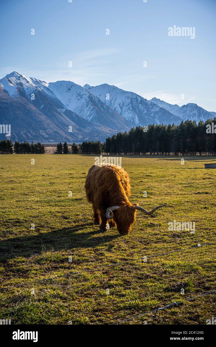 New Zealand Highland Cattle on the farm in New Zealand Stock Photo - Alamy