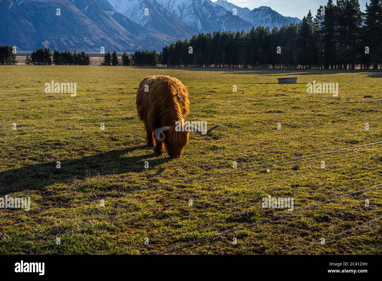 New Zealand Highland Cattle on the farm in New Zealand Stock Photo - Alamy