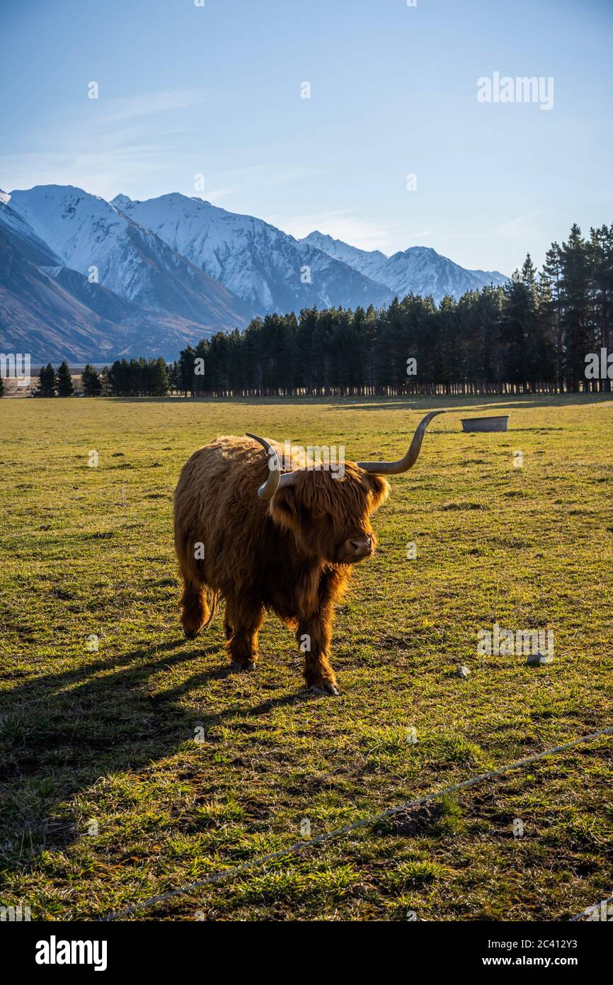New Zealand Highland Cattle on the farm in New Zealand Stock Photo - Alamy