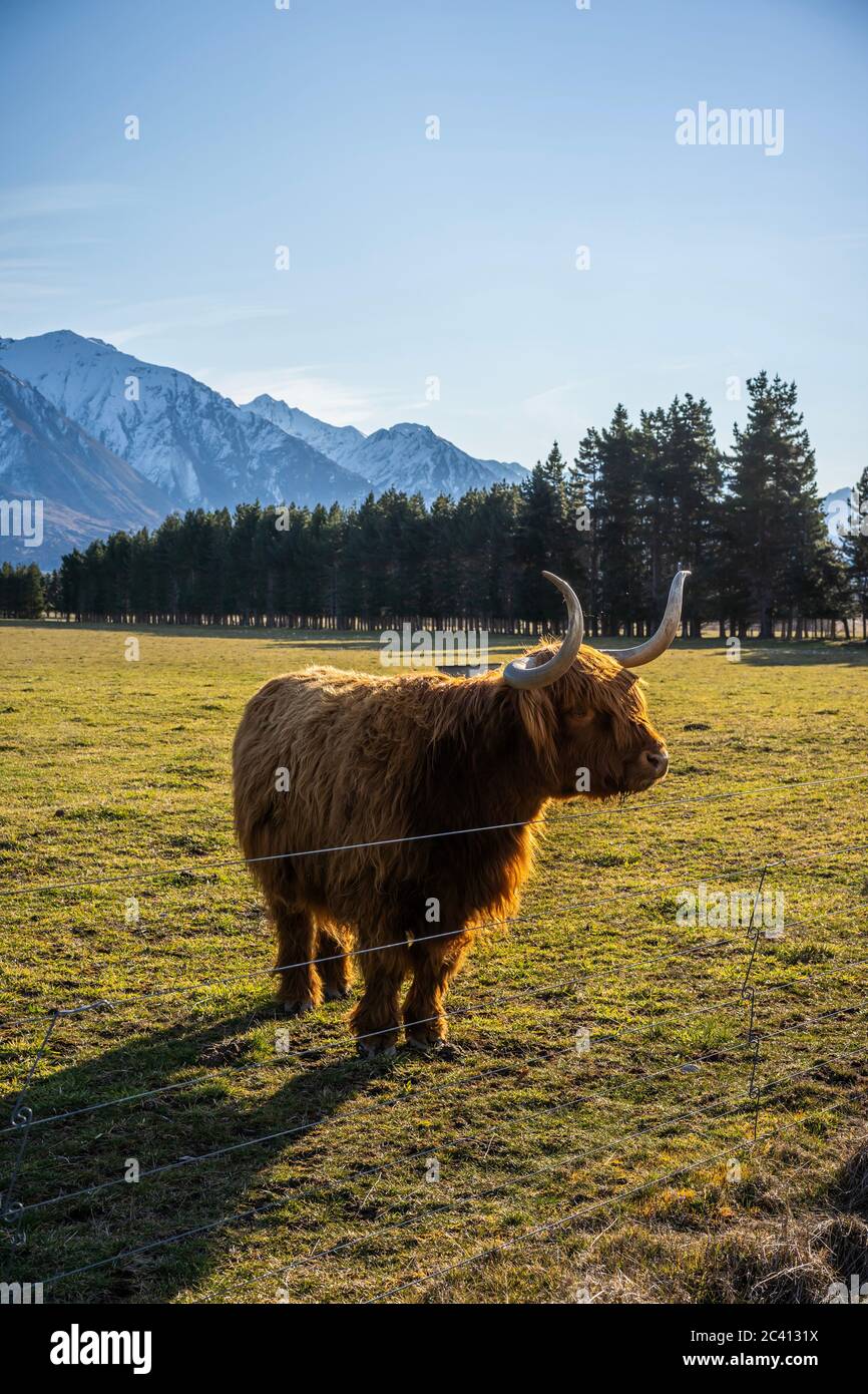 New Zealand Highland Cattle on the farm in New Zealand Stock Photo - Alamy