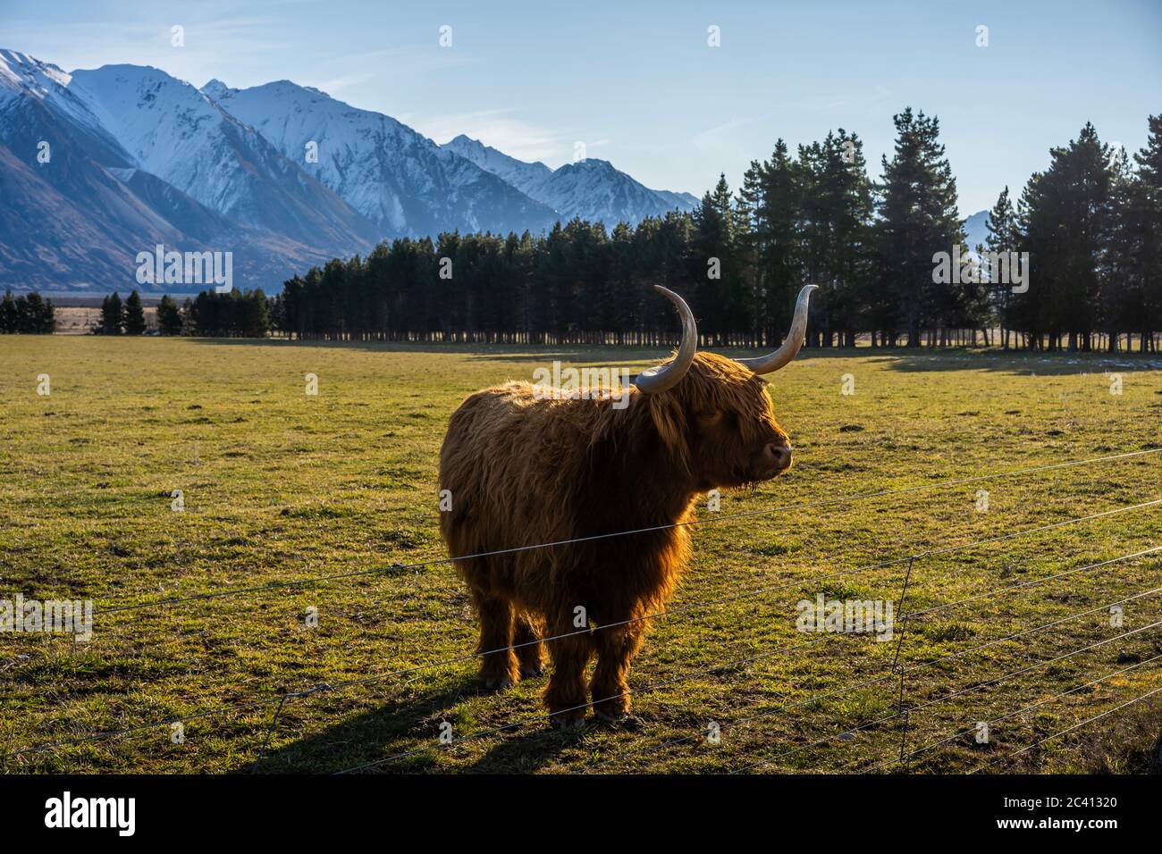 New Zealand Highland Cattle on the farm in New Zealand Stock Photo - Alamy
