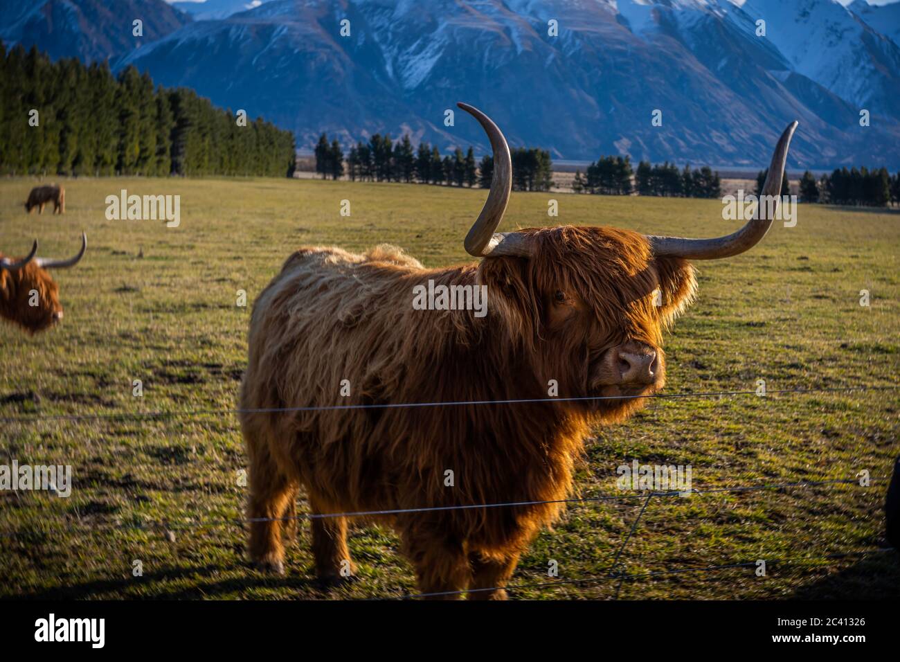 New Zealand Highland Cattle on the farm in New Zealand Stock Photo - Alamy