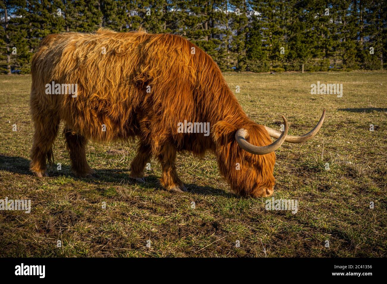 New Zealand Highland Cattle on the farm in New Zealand Stock Photo - Alamy