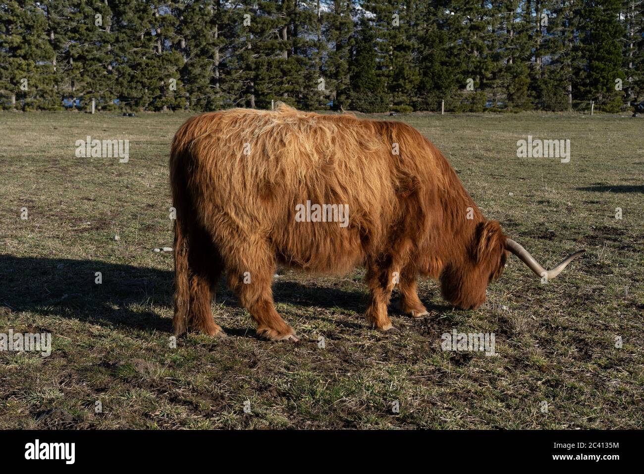New Zealand Highland Cattle on the farm in New Zealand Stock Photo Alamy