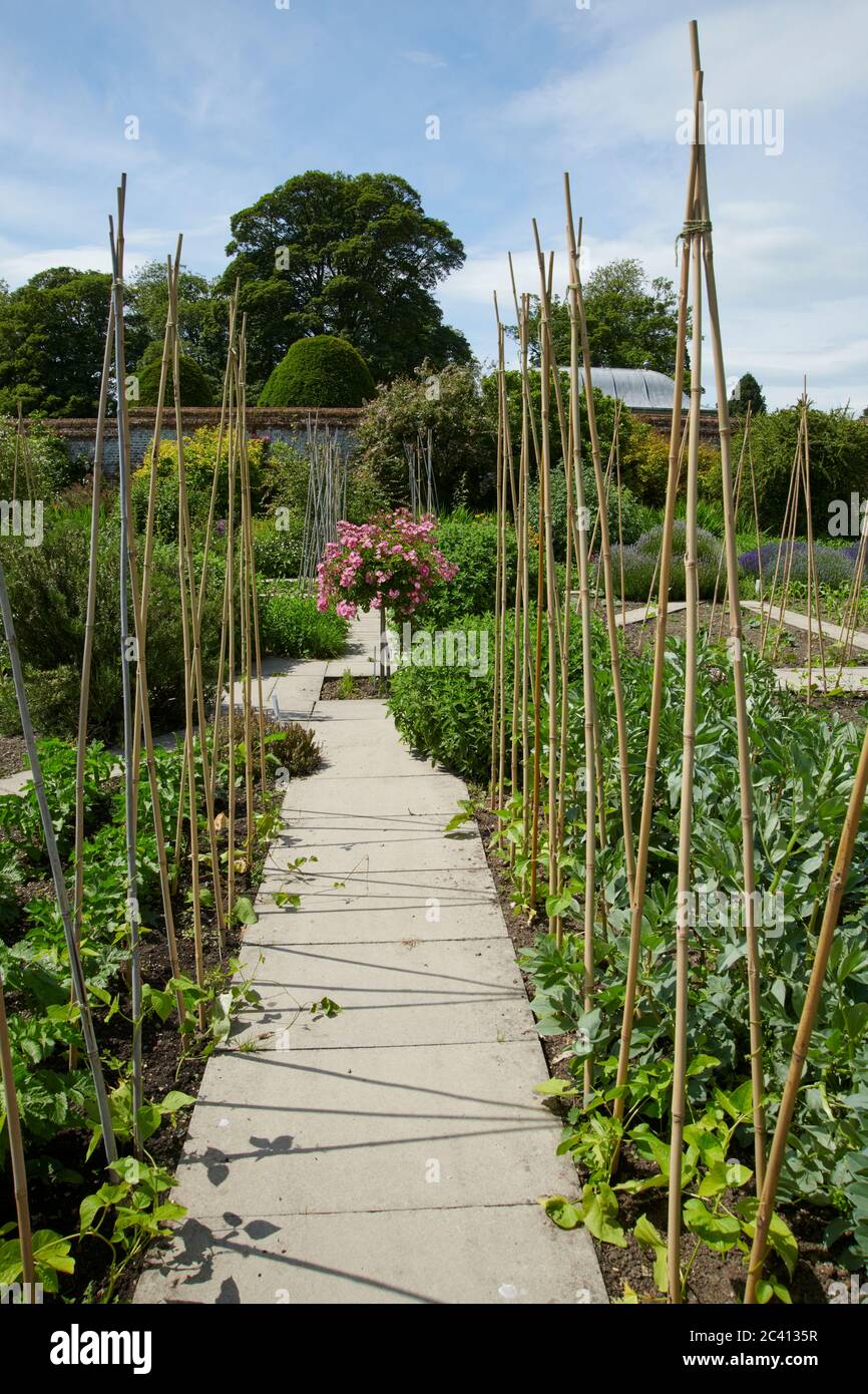 Rows of bamboo canes for growing sweet peas up during the summer, East Yorkshire, England, UK