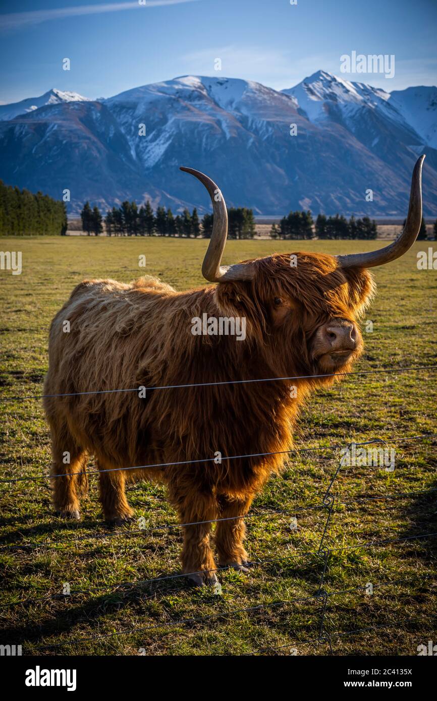 New Zealand Highland Cattle on the farm in New Zealand Stock Photo - Alamy
