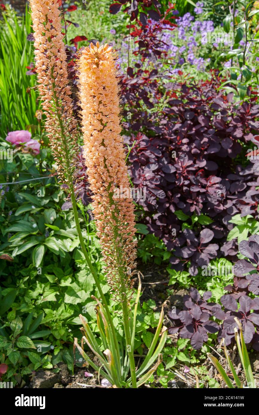 Foxtail Lilly or Desert Candle ( Eremurus robust), Summer,  East Yorkshire, England, UK, GB. Stock Photo