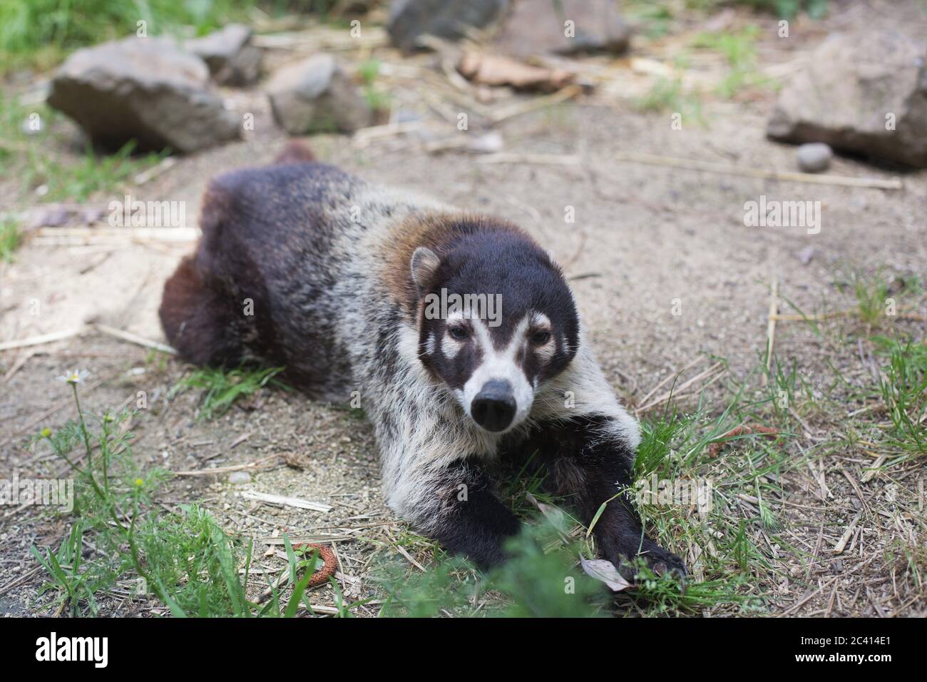 A white-nosed coati, at Wildlife Images Rehabilitation and Education Center in Grants Pass, Oregon, USA. Stock Photo