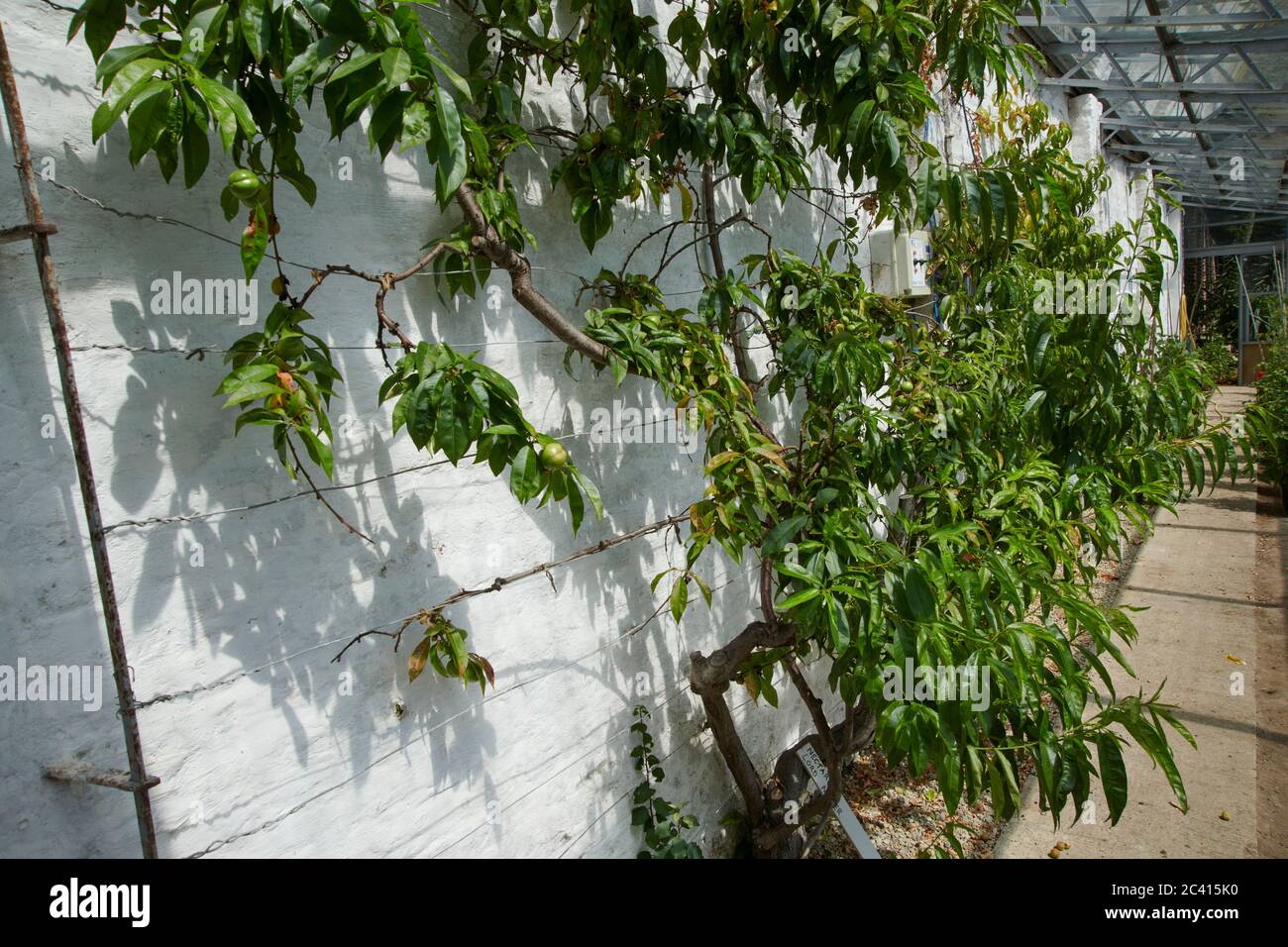 Nectarine trees growing against a white painted wall in a glasshouse, this clone is 'Lord Napier', East Yorkshire, England, UK, GB. Stock Photo