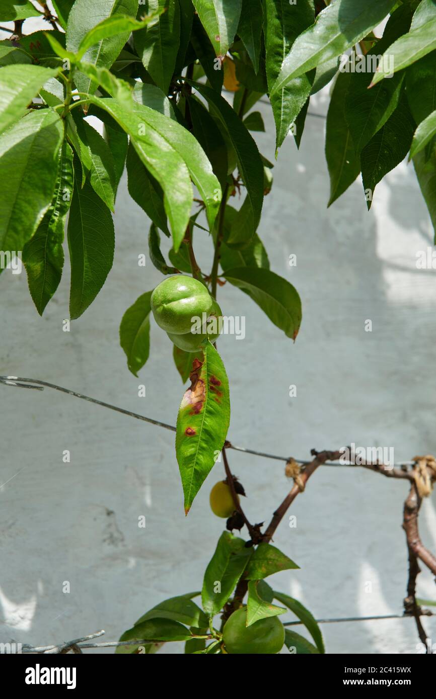Fruit trees growing against wall hires stock photography and images