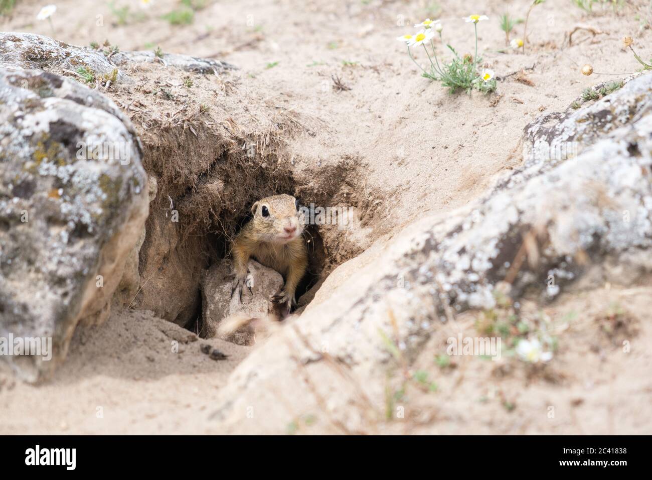 European ground squirrel looking from tunnel in the ground Stock Photo