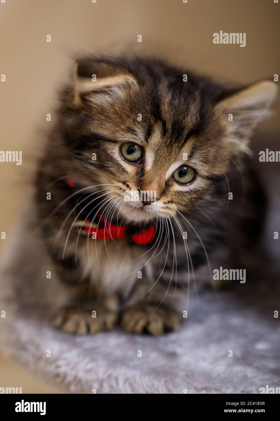 8 week old kitten hi-res stock photography and images - Alamy