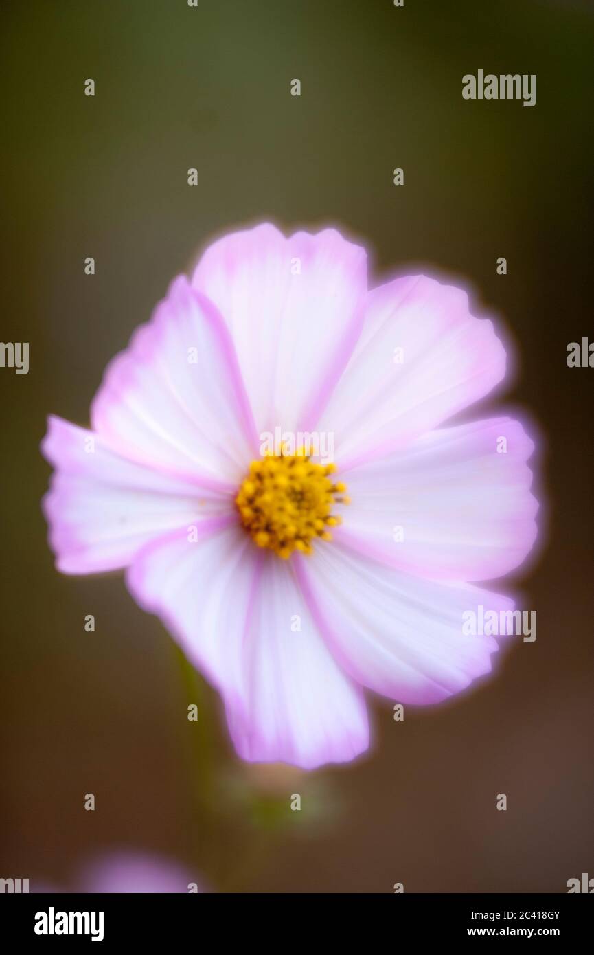 Shiny flower hi-res stock photography and images - Alamy