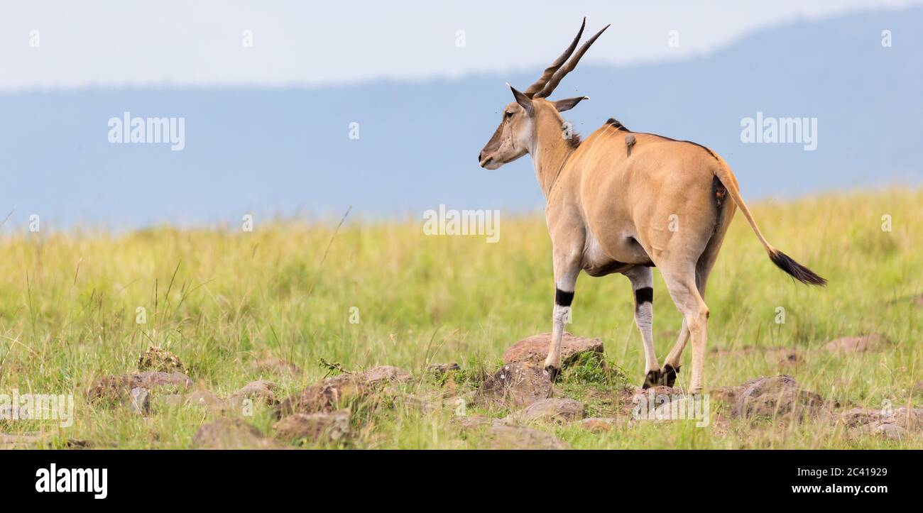 A Elend antilope in the Kenyan savanna between the different plants ...