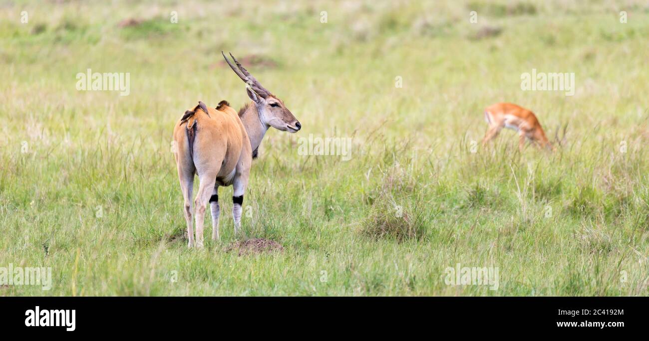 A Elend antilope in the Kenyan savanna between the different plants ...