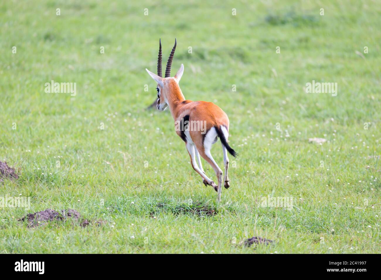 Gazelle in plain hi-res stock photography and images - Alamy