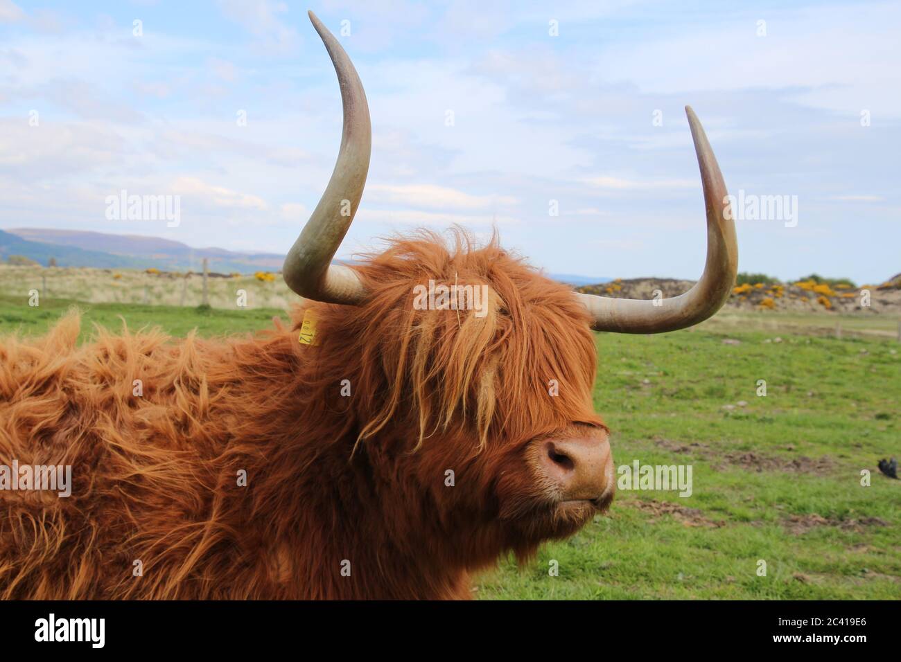 Scottish highland cattle in a meadow Stock Photo - Alamy