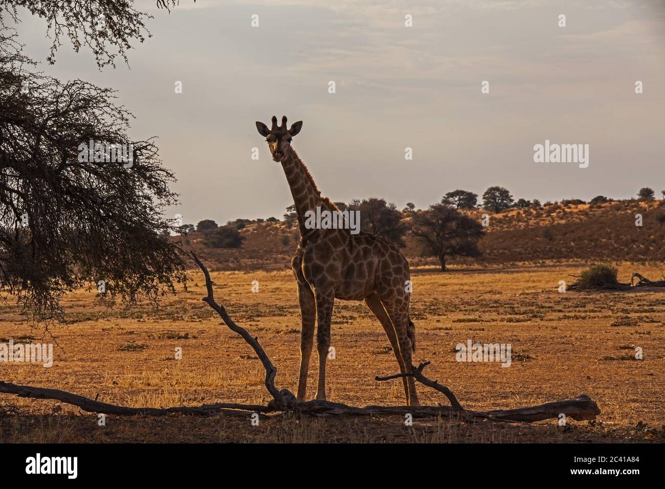 Baby  giraffe in dry riverbed 4604 Stock Photo