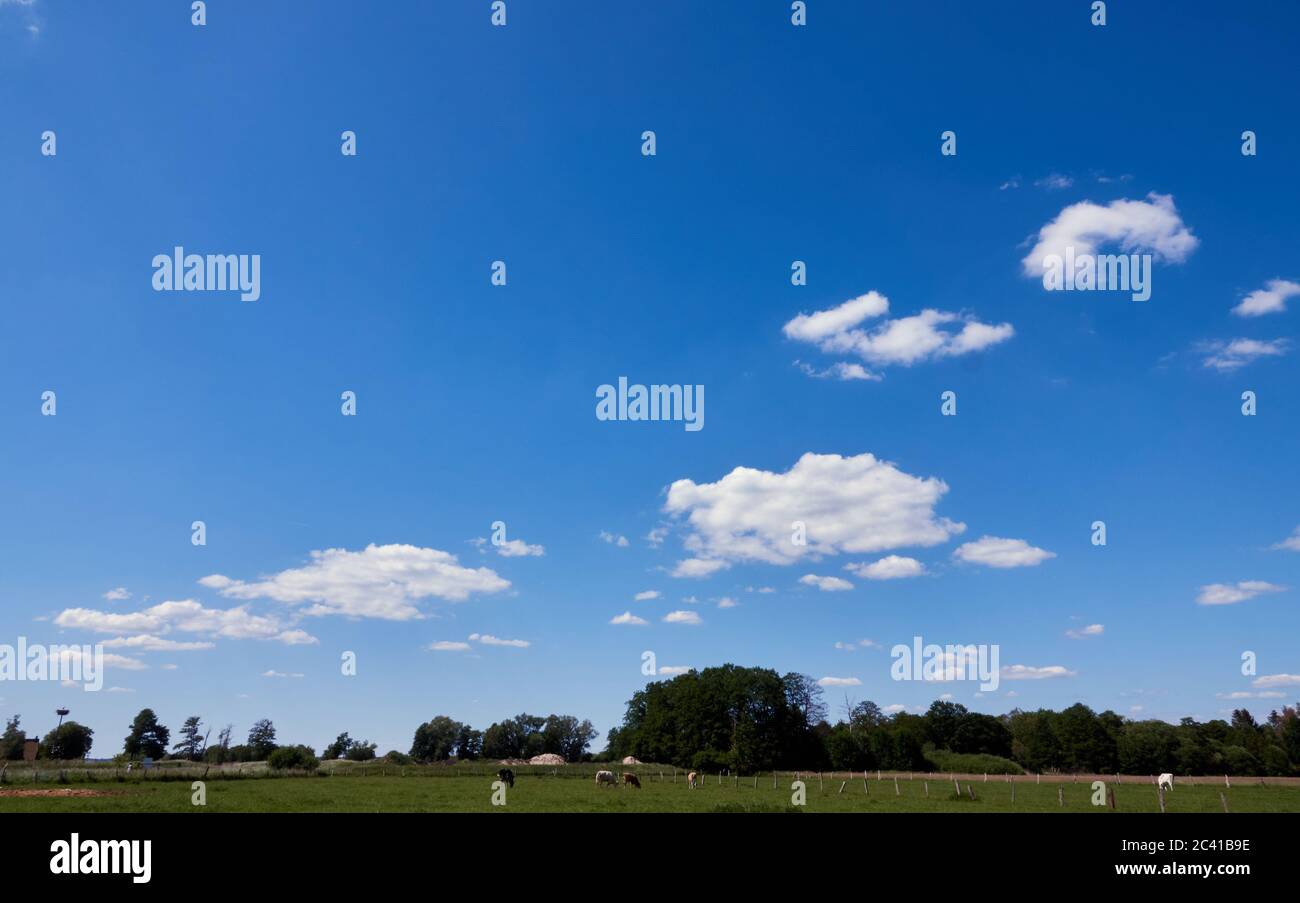 Blue sky with few white clouds over a green meadow with grazing cows and single trees, copy space Stock Photo